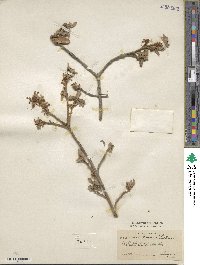 Quercus grisea image