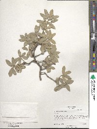 Quercus grisea image