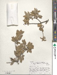 Quercus grisea image