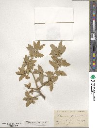 Quercus grisea image