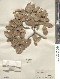 Quercus grisea image