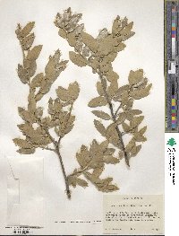 Quercus grisea image