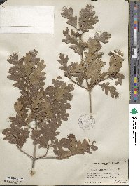 Quercus gambelii image