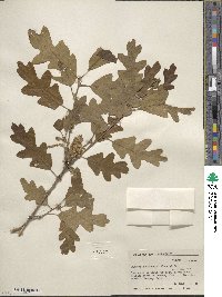 Quercus gambelii image