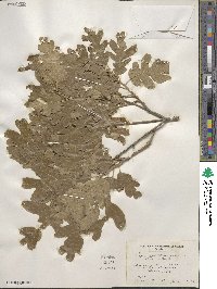 Quercus gambelii image