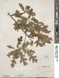 Quercus gambelii image