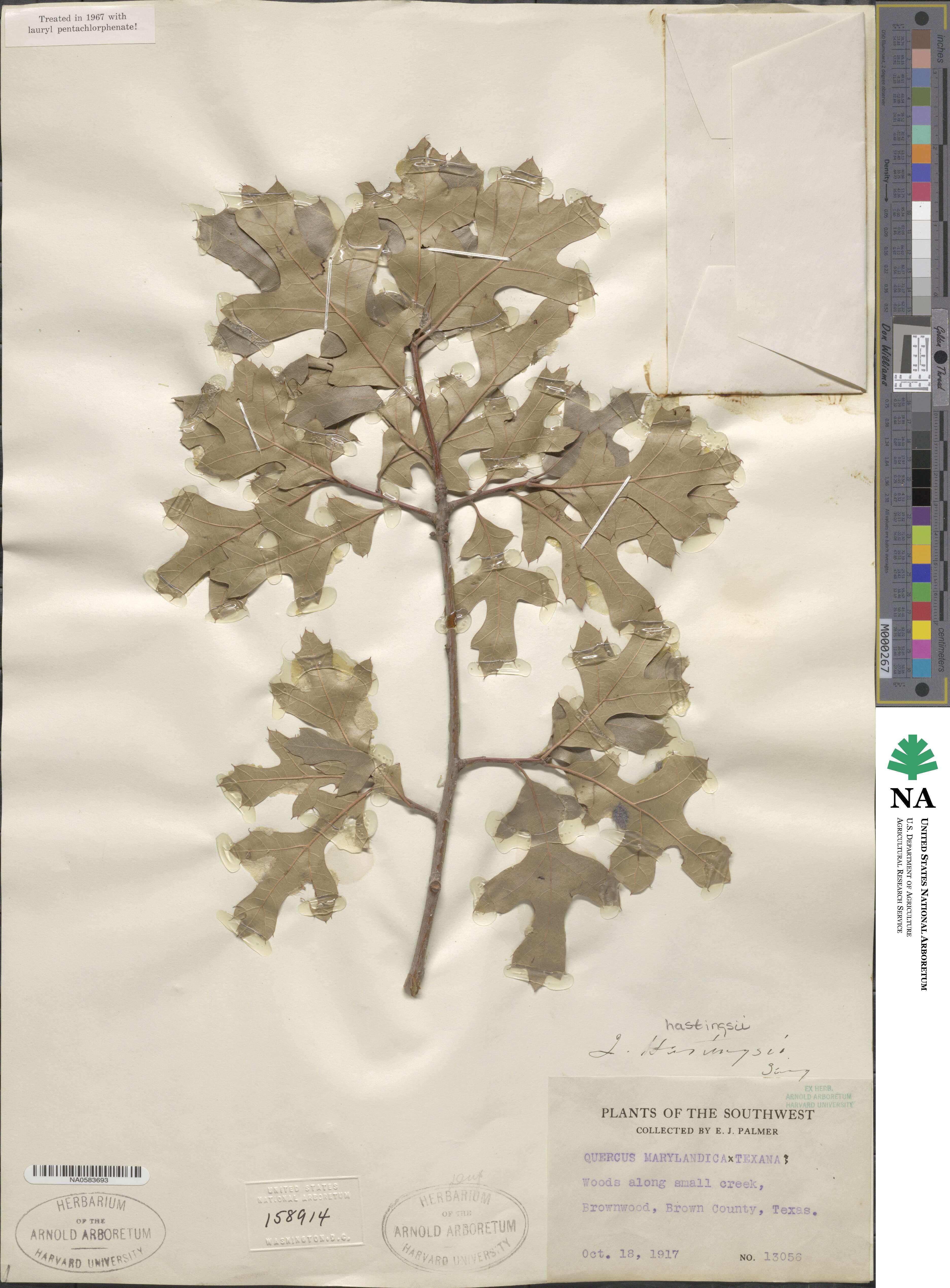 Quercus × hastingsii image