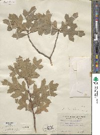 Quercus × hastingsii image