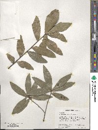 Quercus hemisphaerica image