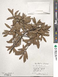 Quercus hemisphaerica image