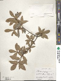 Quercus hemisphaerica image