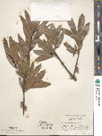 Quercus hemisphaerica image