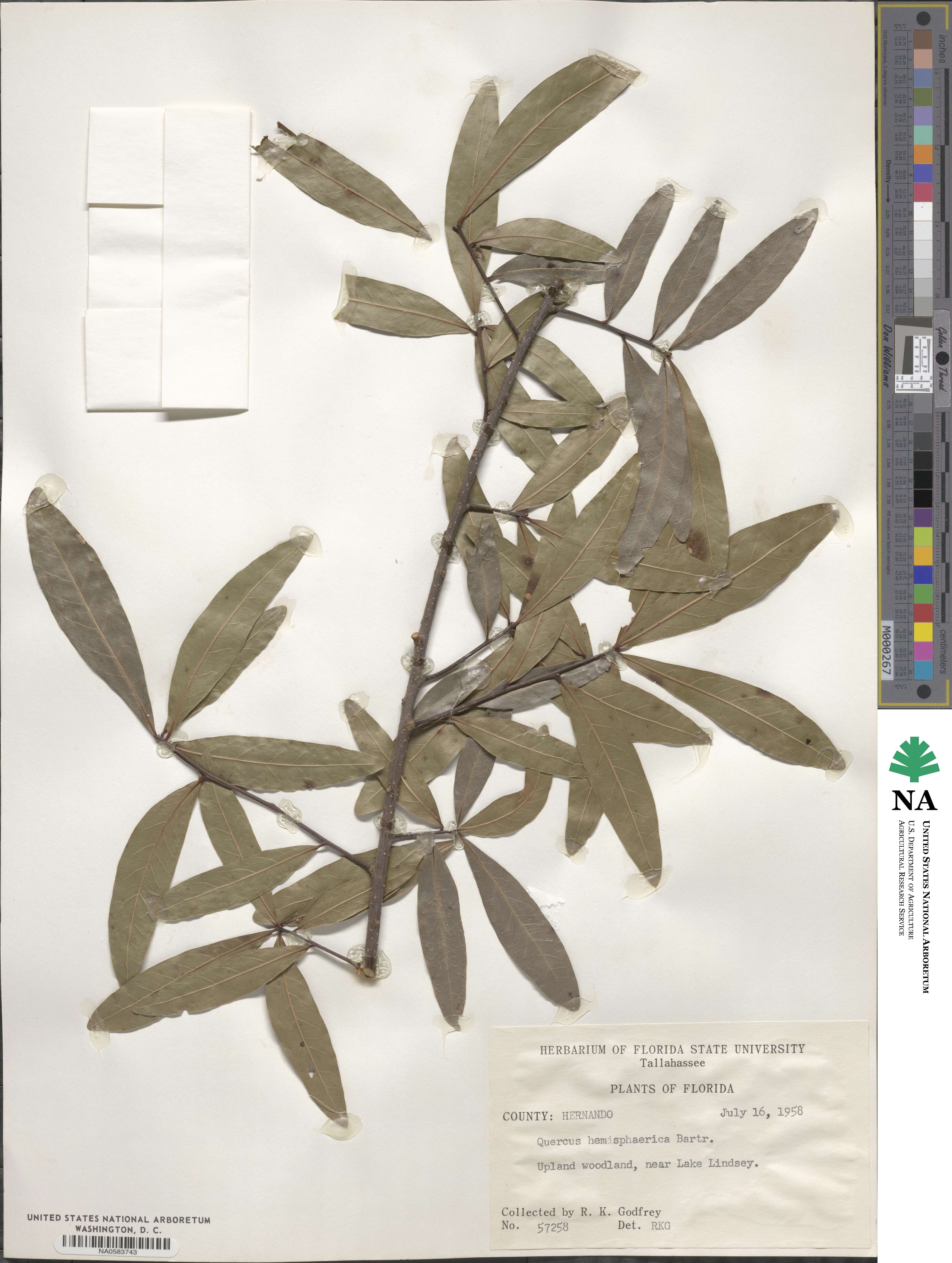 Quercus hemisphaerica image