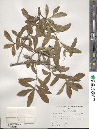 Quercus hemisphaerica image