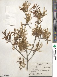 Quercus hemisphaerica image