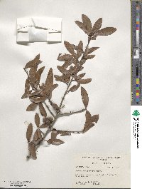 Quercus hemisphaerica image