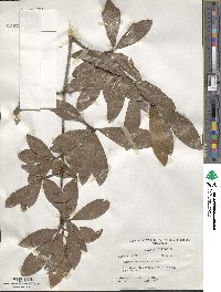 Quercus hemisphaerica image