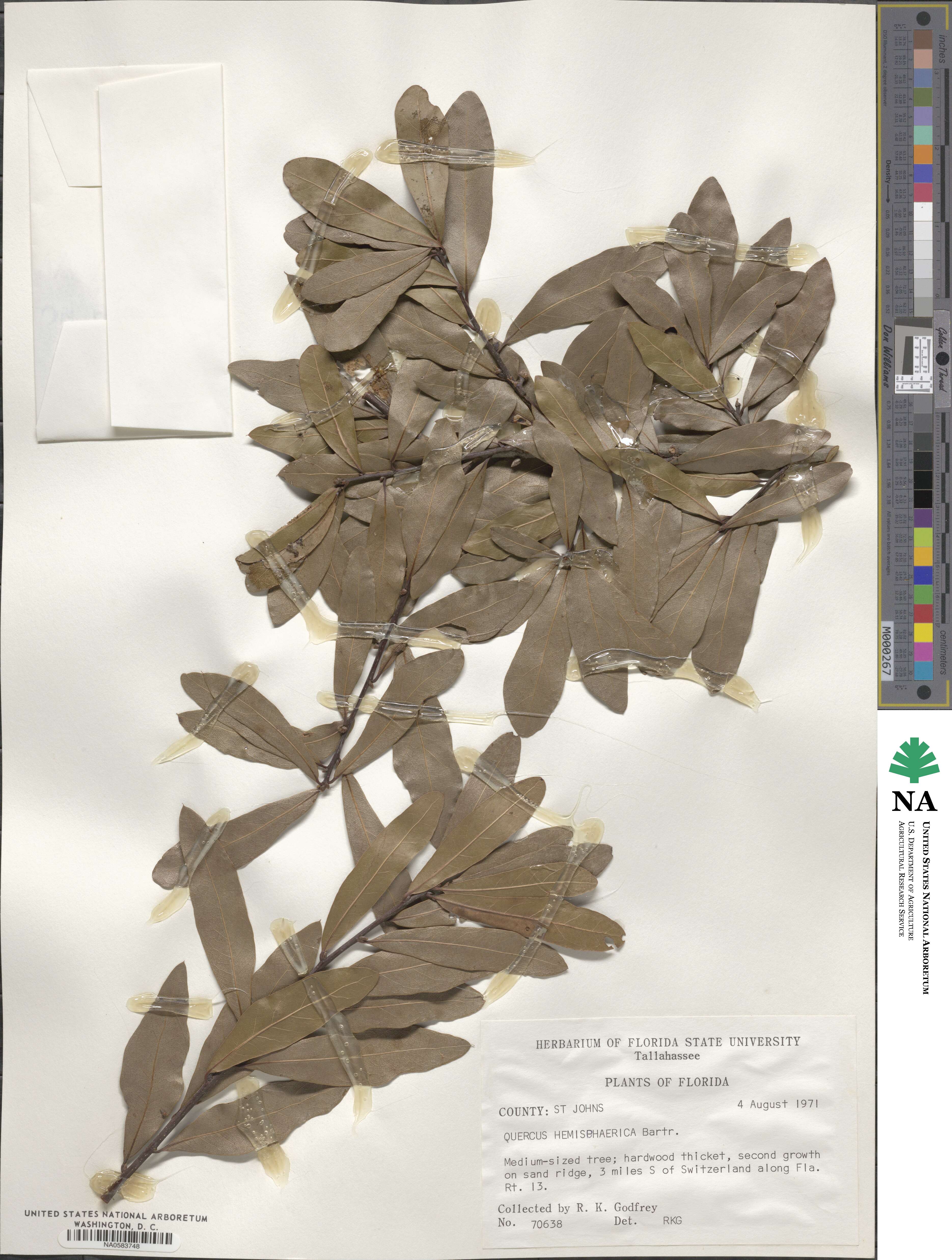 Quercus hemisphaerica image