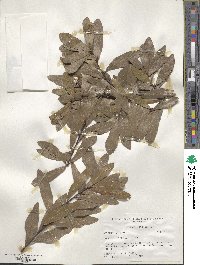 Quercus hemisphaerica image