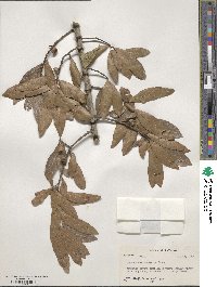 Quercus hemisphaerica image