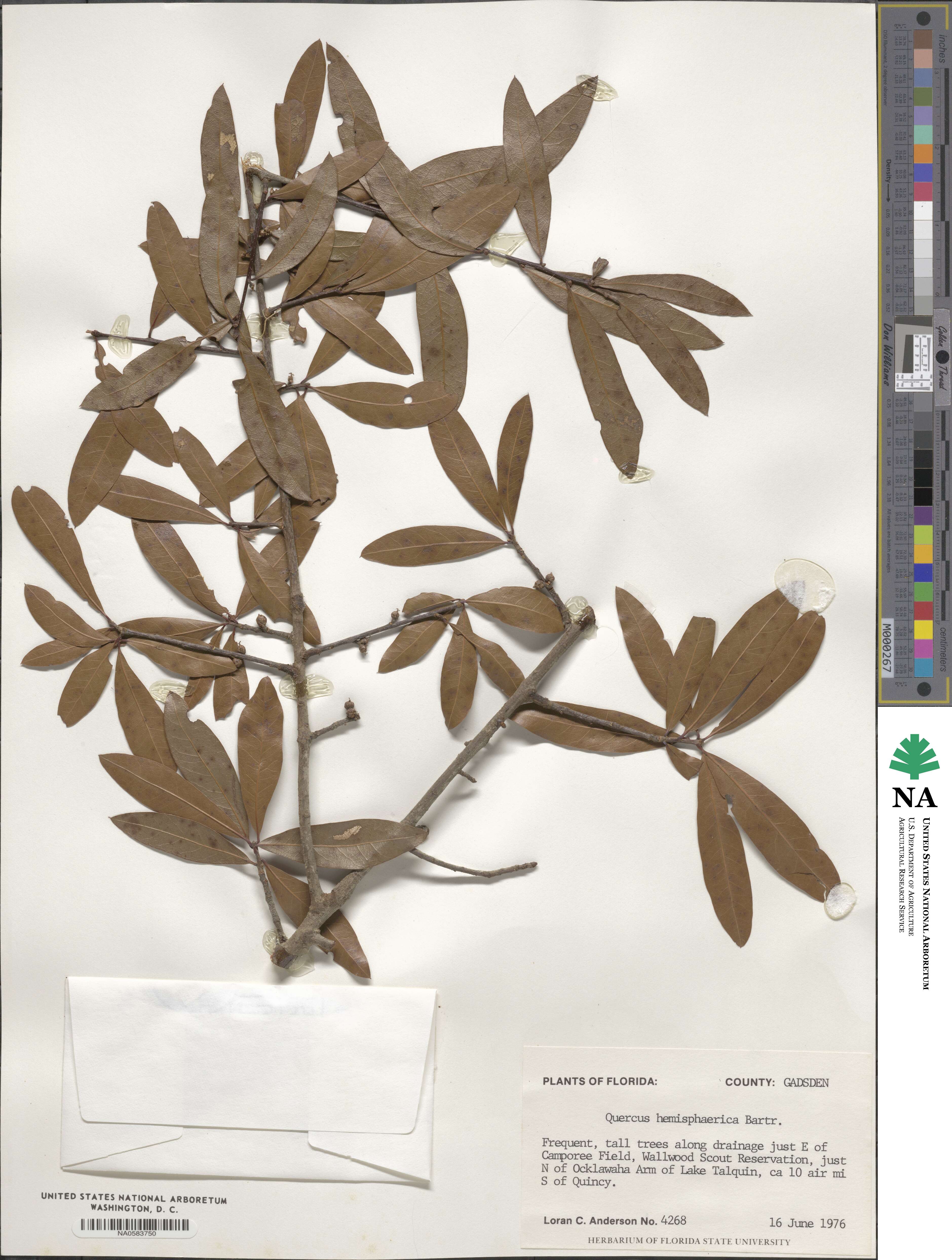 Quercus hemisphaerica image