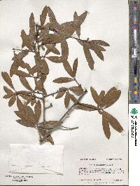 Quercus hemisphaerica image