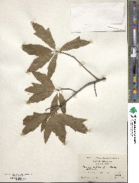 Quercus heterophylla image