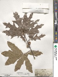 Quercus heterophylla image