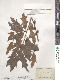 Quercus heterophylla image