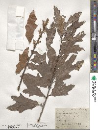 Quercus heterophylla image