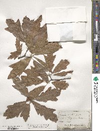 Quercus heterophylla image