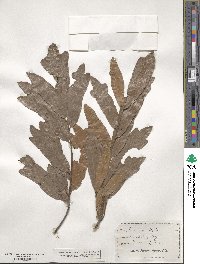 Quercus heterophylla image