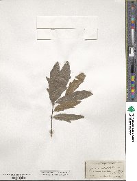 Quercus heterophylla image