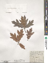 Quercus heterophylla image