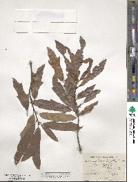 Quercus heterophylla image