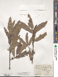 Quercus heterophylla image