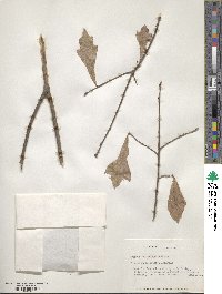 Quercus heterophylla image