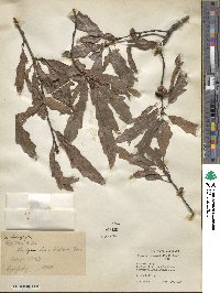 Quercus heterophylla image