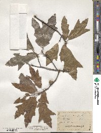 Quercus heterophylla image