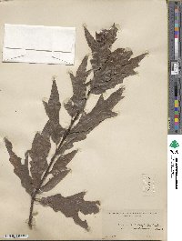 Quercus heterophylla image