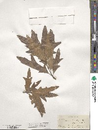 Quercus heterophylla image