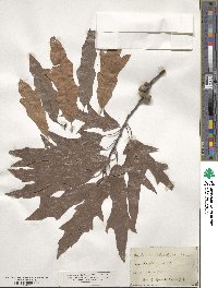 Quercus heterophylla image