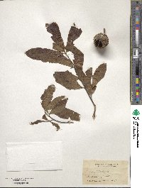 Quercus heterophylla image