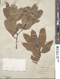 Quercus heterophylla image