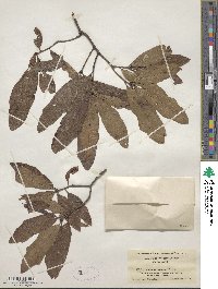 Quercus heterophylla image