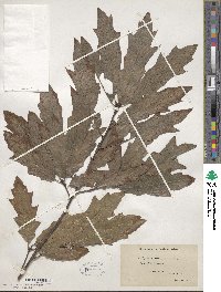 Quercus heterophylla image