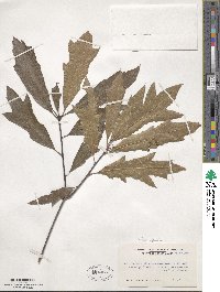 Quercus heterophylla image