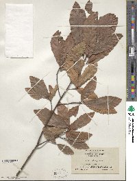 Quercus heterophylla image