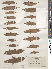 Quercus heterophylla image