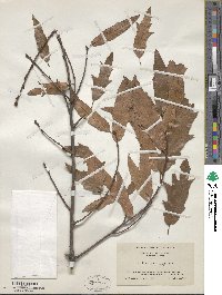 Quercus heterophylla image